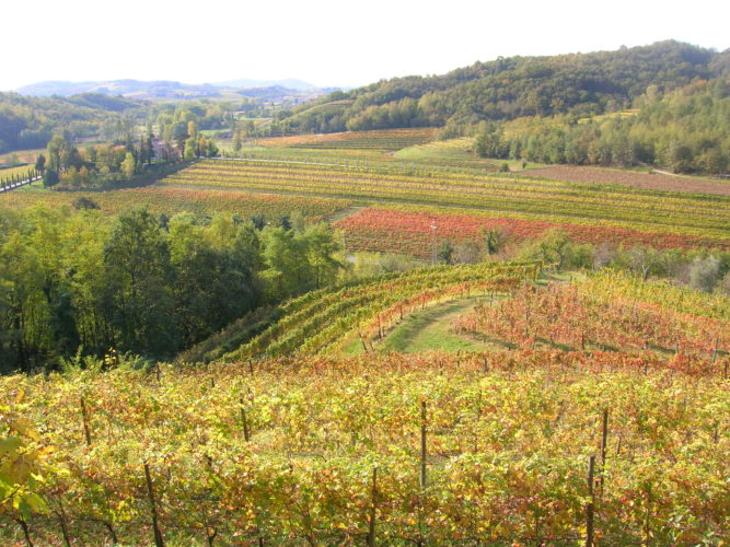 Bruna Flaibani, un misterioso ed intimo dialogo con il vino
