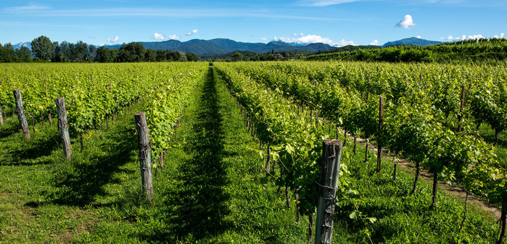 Moschioni, autoctoni da sempre e ora le bollicine