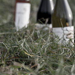 Da Marco Sara il bianco doc Erba Alta