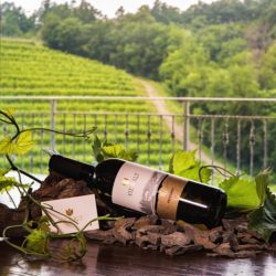 Nuova etichetta dell’azienda vinicola Vie D’Alt di Prepotto