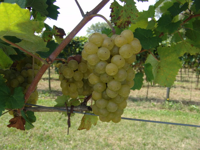 Progetto Ribolla gialla del Consorzio delle Doc Fvg. I risultati del primo anno di sperimentazione