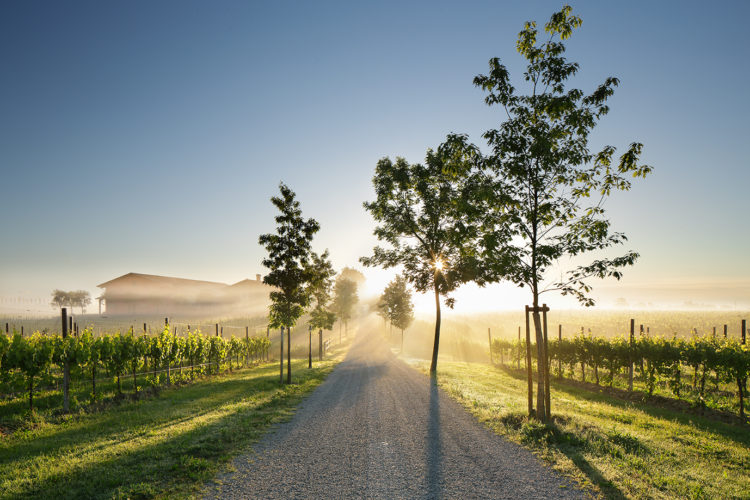 Tenuta Bosco Albano, l’incanto di arrivare in un luogo affascinante