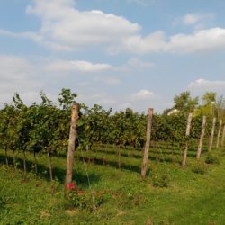 Ribolla gialla di Vini Maman, un gioiello a San Quirino