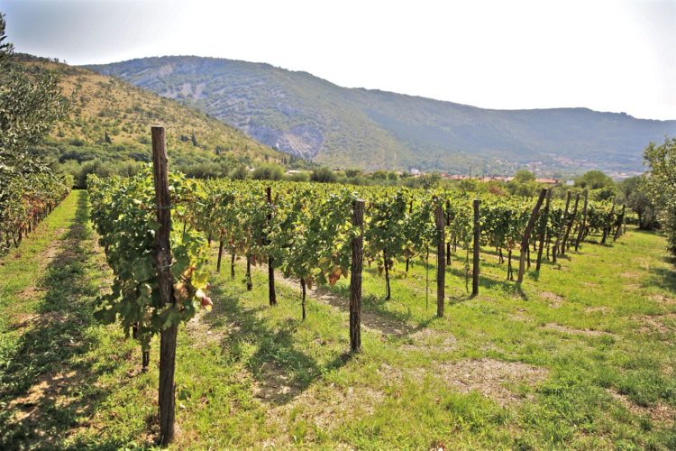 Zahar, vini di qualità nella valle del Breg