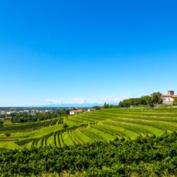 Consorzio tutela vini Friuli Colli Orientali Ramandolo verso il 50° con novità e idee per il futuro