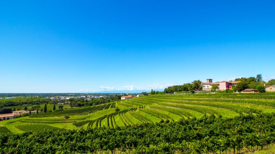 Consorzio tutela vini Friuli Colli Orientali Ramandolo verso il 50° con novità e idee per il futuro