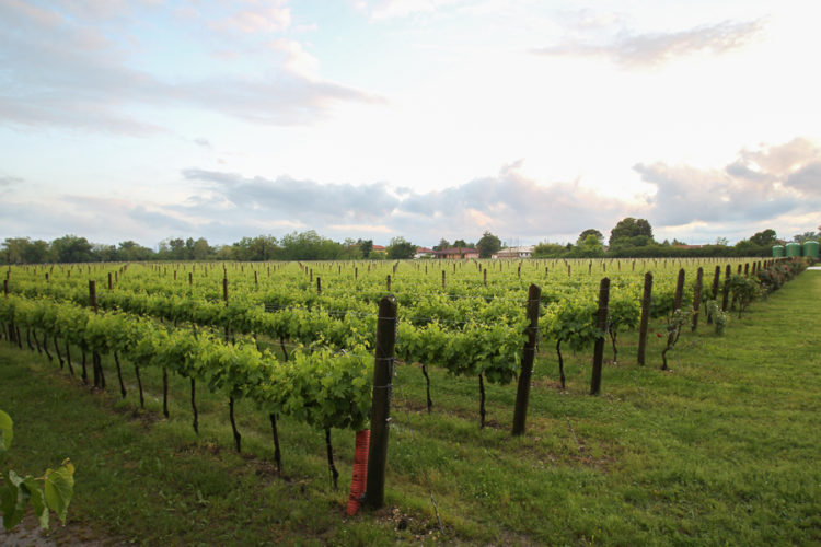 Donne del Vino, tavola rotonda a Buttrio su cambiamenti climatici e ripercussioni in vigna e cantina