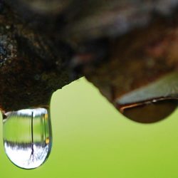 Il pianto della vite: l’emozionante inno alla vita