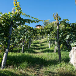 Vini Belluzzo, il vino come Tradizione e Cultura