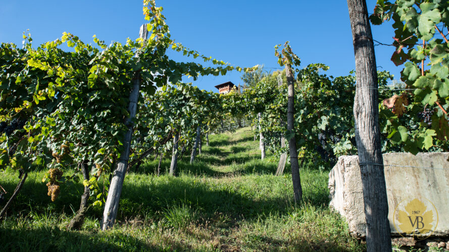 Vini Belluzzo, il vino come Tradizione e Cultura