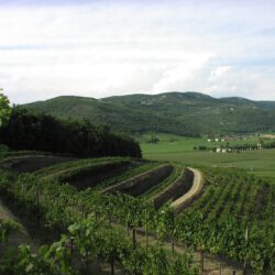 Colli Berici, culla di grandi rossi