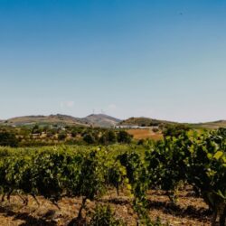 Vini Tola, dalla Sicilia il vero sapore del territorio
