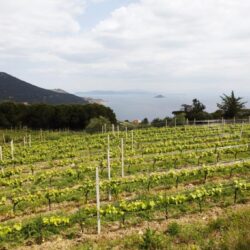 Le Sughere, scoprire l’Elba attraverso i suoi vini antichi