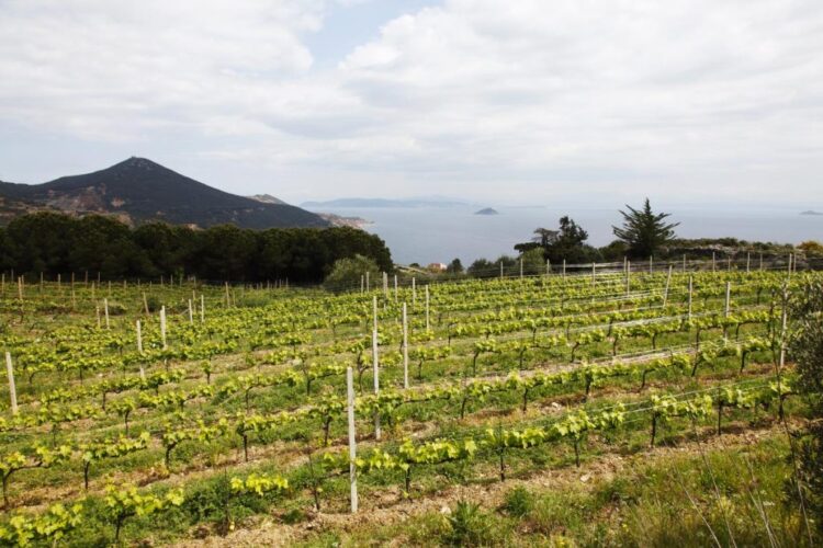 Le Sughere, scoprire l’Elba attraverso i suoi vini antichi
