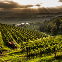 La Viarte, vini da leggenda e arte della selezione.